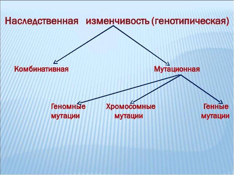 Рассмотрите рисунок приведите примеры наследственной и ненаследственной изменчивости проявляющиеся