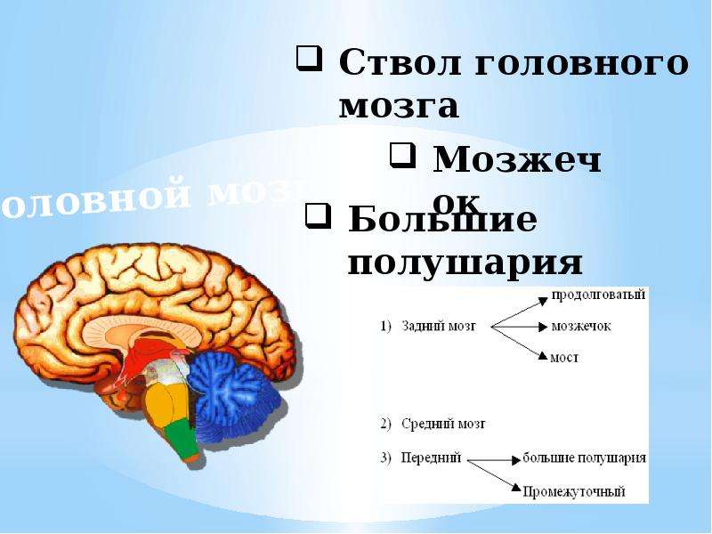 Презентация про мозг