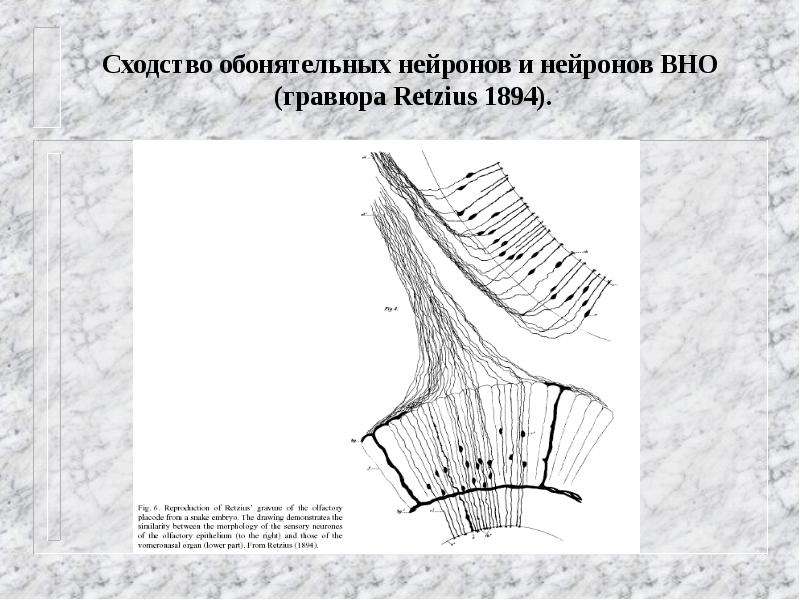 Сходство обонятельных нейронов и нейронов ВНО (гравюра Retzius 1894).