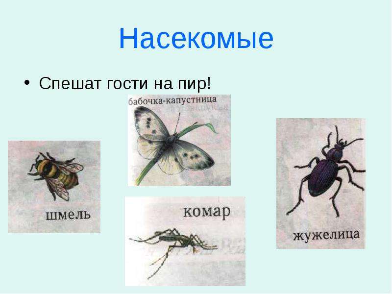 Весна насекомые презентация