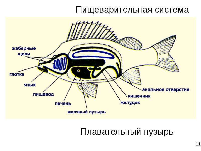 Строение рыбы схема внутренние