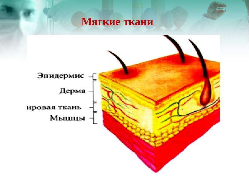 Мягкие ткани это. Мягкие ткани тела человека.