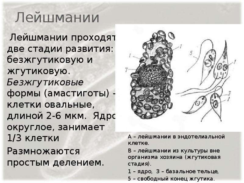 Рассмотрите рисунки 1 2 с изображением паразитических простейших какое заболевание развивается у