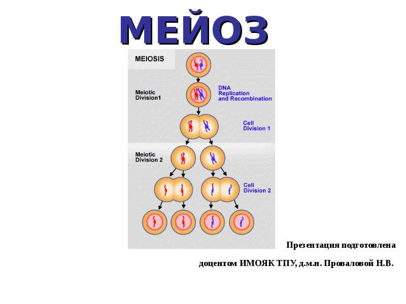 Презентация митоз и мейоз 10 класс биология