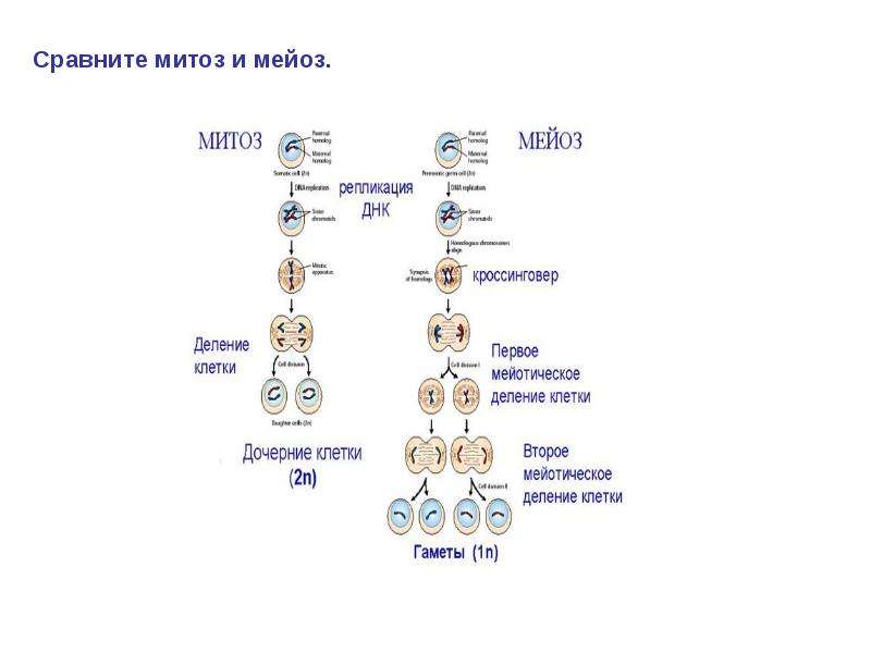 Презентация митоз и мейоз 10 класс биология