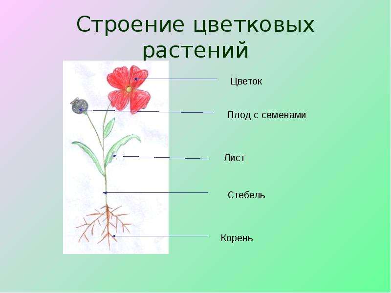 Строение цветковых растений