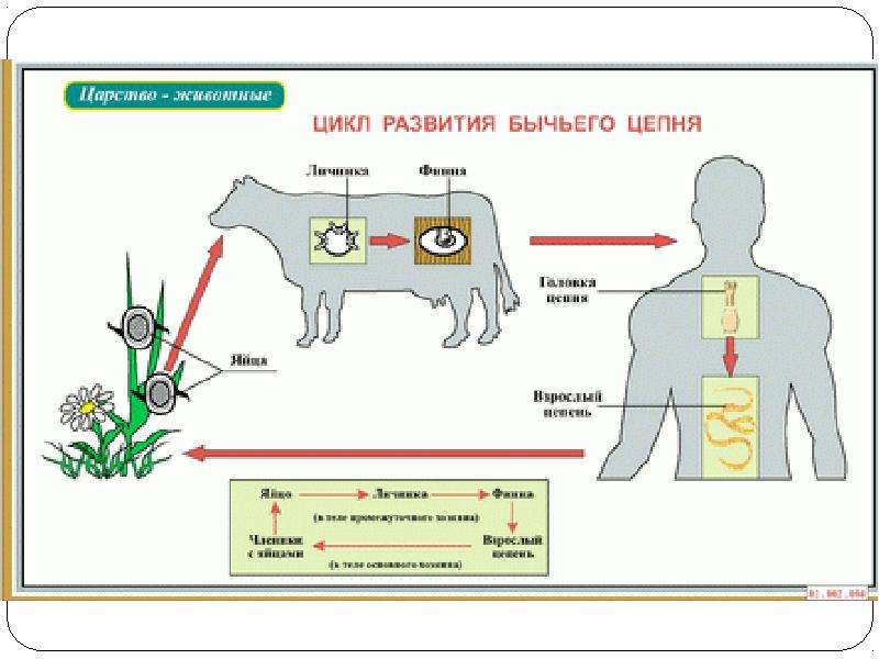 Развитие бычьего цепня. Цикл бычьего цепня схема. Цикл развития бычьего цепня схема 7 класс. Локализация бычьего цепня. Систематика бычьего цепня.