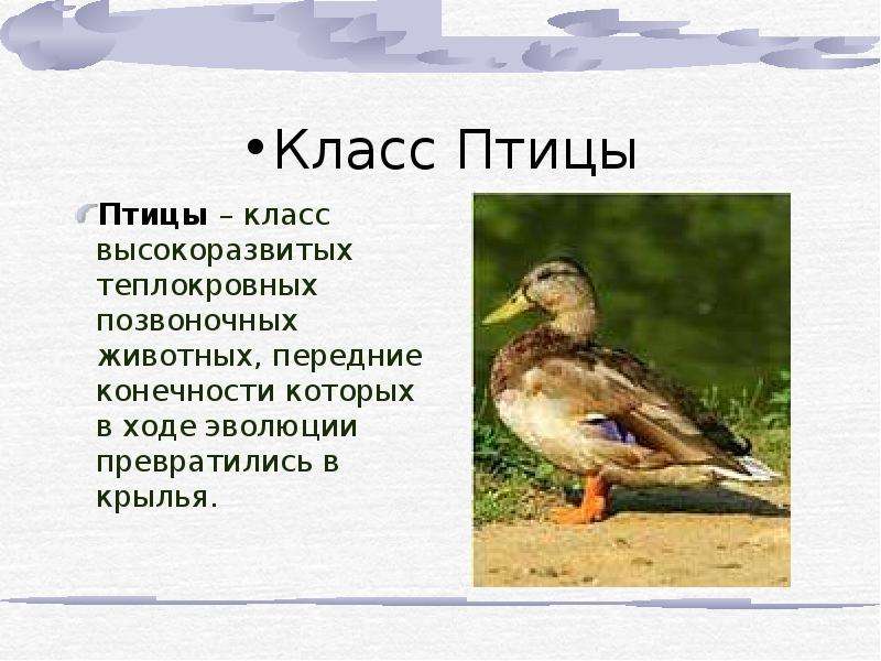 Проект класс птицы по биологии 7 класс