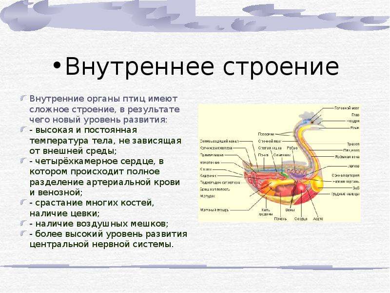 Сложное строение. Системы органов птиц. Строение внутренних органов гуся. Внутреннее строение лебедя.