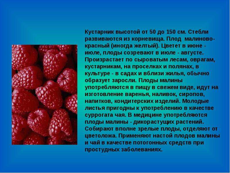 Рассказ о плоде растения. Презентация о Малине. Плодовые культуры презентация. Малина тема для презентации. Сообщение на тему плодово ягодные культуры.