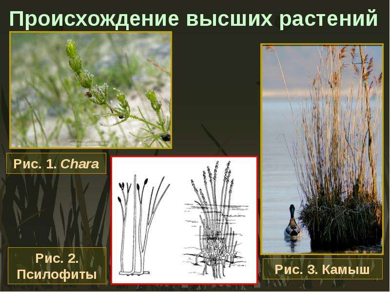 Высок происхождение. Растения на суше. Появление высших растений. Выход растений на сушу. Освоение суши растениями.