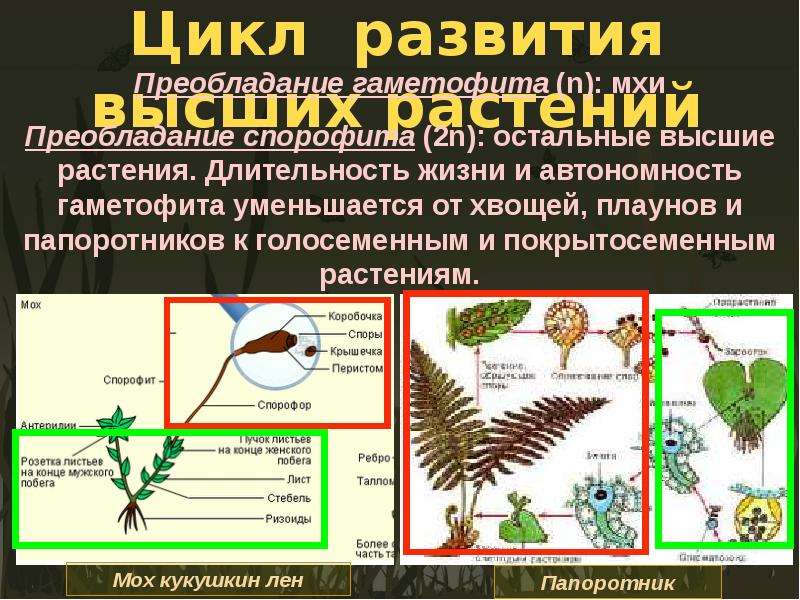 Цикл гаметофита и спорофита. Эволюция гаметофита растений. Спорофит высших растений. Преобладание в цикле развития спорофита. Эволюция спорофита цветковых растений.