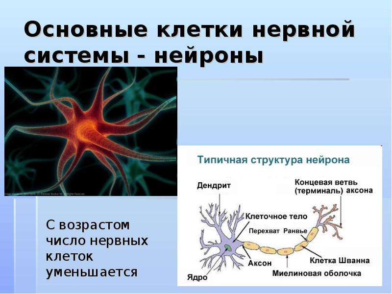 Основные клетки нервной системы - нейроны