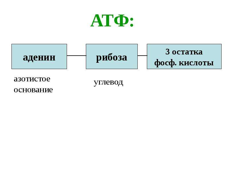 Углевод в составе атф. АТФ азотистое основание рибоза. Молекула АТФ азотистое основание. Рибоза в АТФ. Аденин в АТФ.