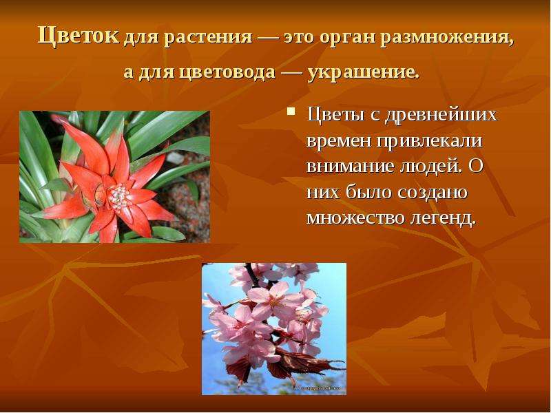 Цветок для растения — это орган размножения, а для цветовода — украшение. Цветы с древнейших времен
