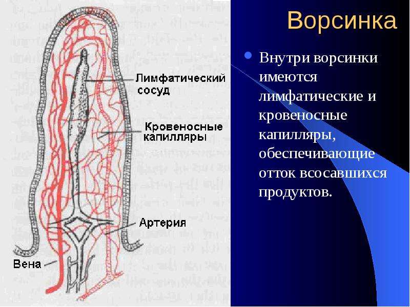 Где находится толстый кишечник у человека фото