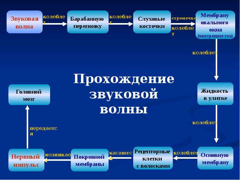 Слуховой анализатор презентация пименов