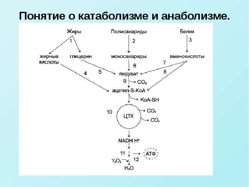 Схема анаболизма и катаболизма