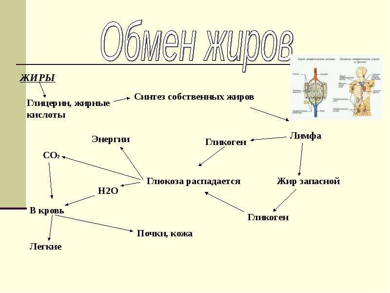 Презентация на тему обмен жиров