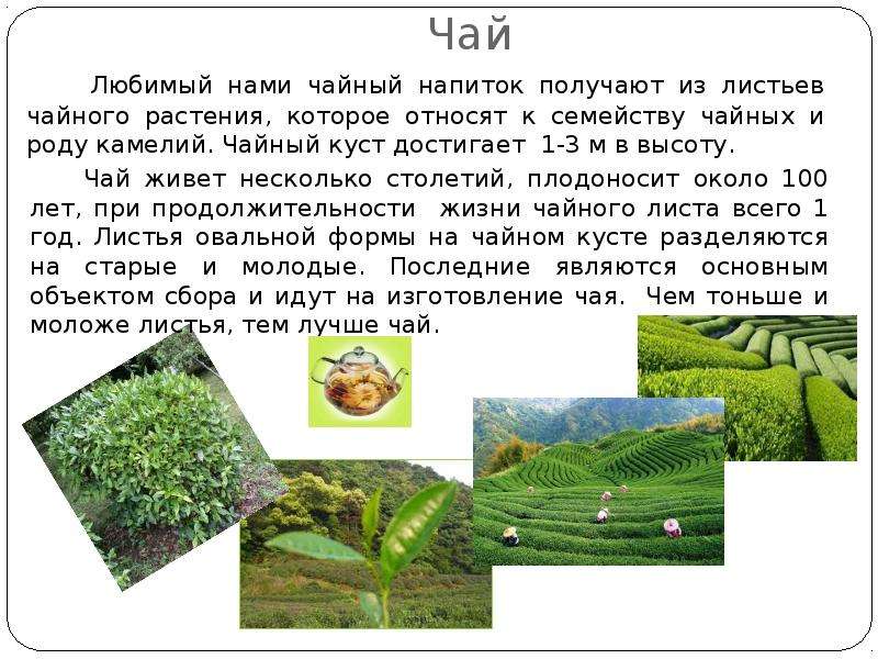Качество чая рейтинг. Сенные листья чай. Изготовления чая из разных листьев. Факторы роста клеток и листья чая. Лист чая Воронежская область.