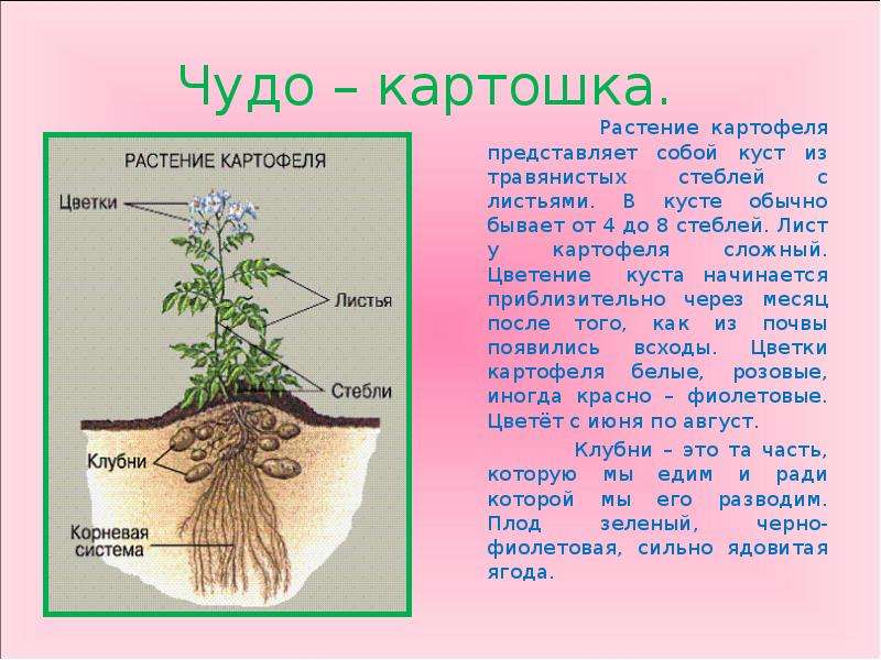 Стебель картофеля. Как выглядит стебель картофеля. Как выглядит стебель картофеля описание. Картофель описание растения. Картофель характеристика растения.