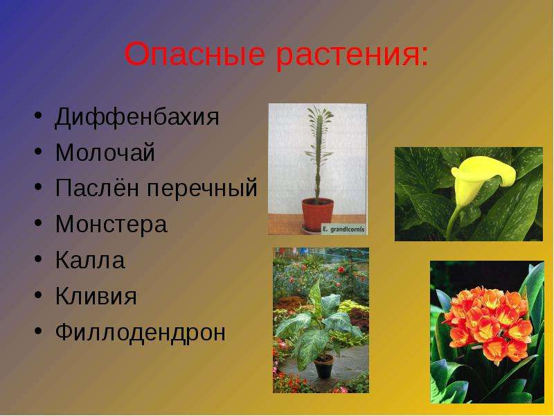 Домашние цветы опасные для людей. Опасные растения. Опасные комнатные растения. Ядовитые цветы комнатные. Опасные растения для человека.