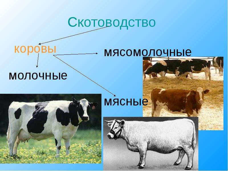 Презентация про животноводство 4 класс окружающий мир