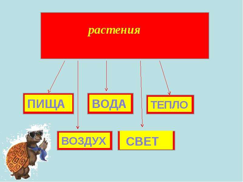 Как живут растения 1 класс. Карточки 1 класс тема: как живут растения. Презентация как живут растения. Тест №21 по теме: «как живут растения?».. Как живут растения 1 класс ст 48.