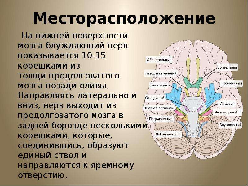 Черепные нервы нейроны. 10 Пара черепных нервов ядра. ЧМН 12 пар блуждающий нерв. Черепно мозговые нервы 10 пара. Пары черепно-мозговых нервов продолговатого мозга.