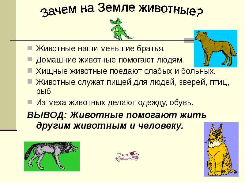 Люди важнее животных. Зачем на земле животные. Зачем человеку домашние животные. Для чего нужны животные. Зачем нужны животные человеку.