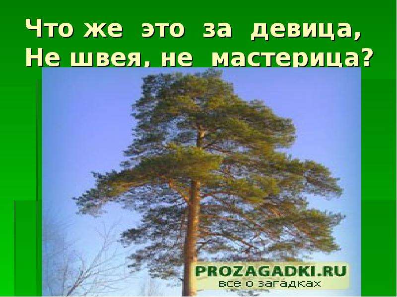 Какие звуки издают деревья окружающий мир. Деревья нашего леса презентация. Атласное дерево презентация. Вроде сосен вроде ёлок а зимою без иголок. Проект чудо-деревья презентация.