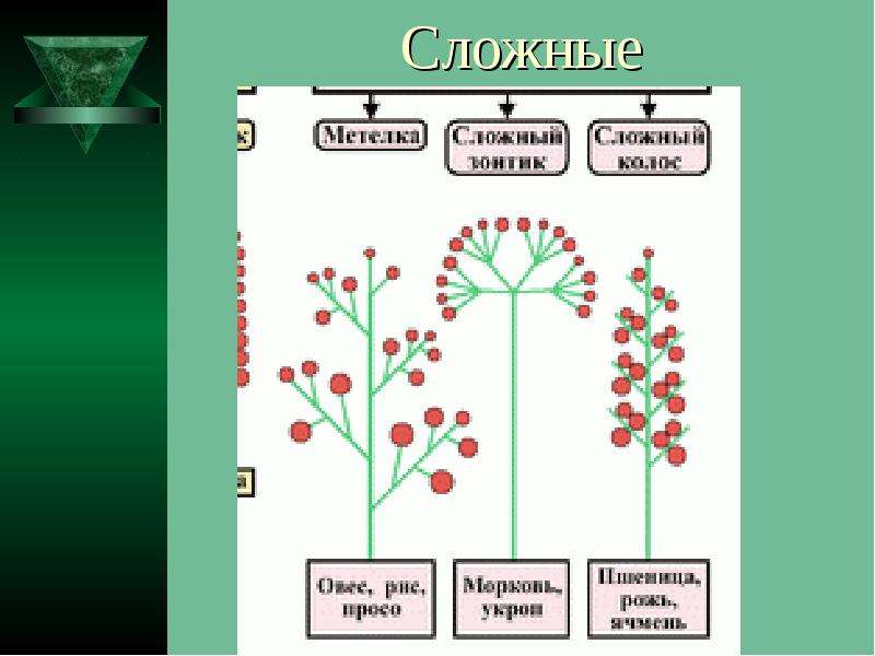 Цветок плод семя презентация