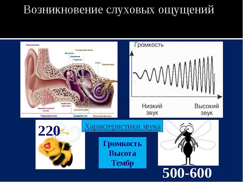 Субъективные качества слуховых ощущений. Механизм возникновения слуховых ощущений. Слуховые ощущения в психологии. Схема возникновения слуховых ощущений. Слух (ощущение).