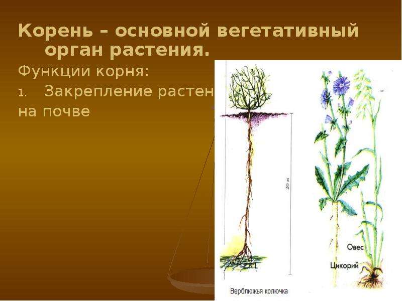 Корень – основной вегетативный орган растения. Корень – основной вегетативный орган растения. Функци