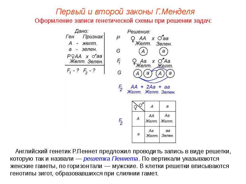 Схема скрещивания 1 закон менделя