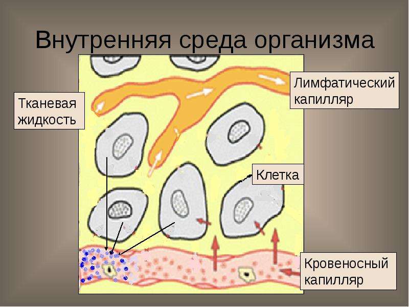 Внутренняя среда организма картинки