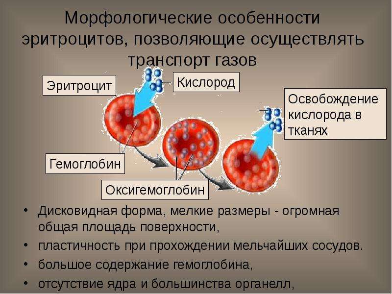 Контрольная работа кровь кровообращение
