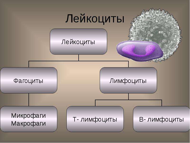 Фагоциты и лимфоциты. Лейкоциты и фагоциты. Лейкоциты фагоциты фагоцитоз. Т лимфоциты фагоцитоз.