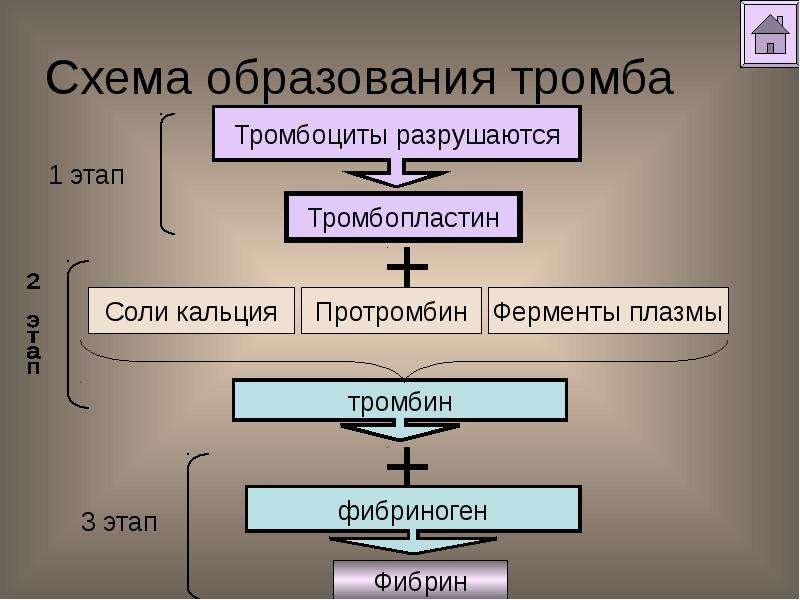 Образование тромба схема егэ