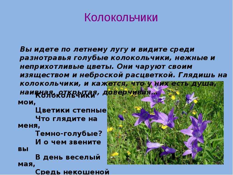 Фиалка колокольчики степные фото и описание