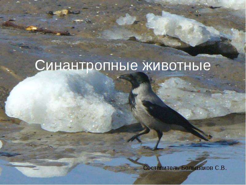 Водные и синантропные животные план конспект 8 класс