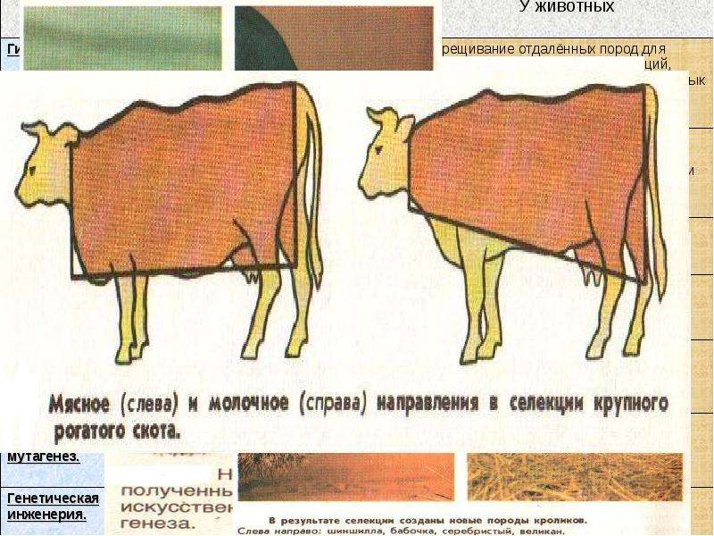 Метод экстерьера селекция