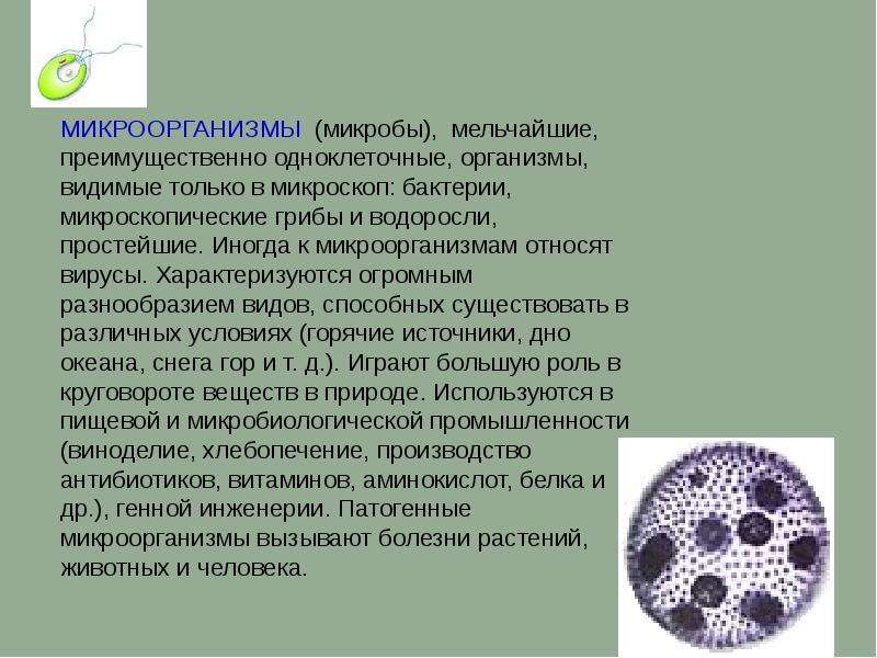 Почему бактерии вирусы одноклеточные водоросли. Микроорганизмы бактерии вирусы грибы простейшие. Бактерии вирусы грибы простейшие. Вирусы грибы простейшие. Микроскопические грибы и водоросли.