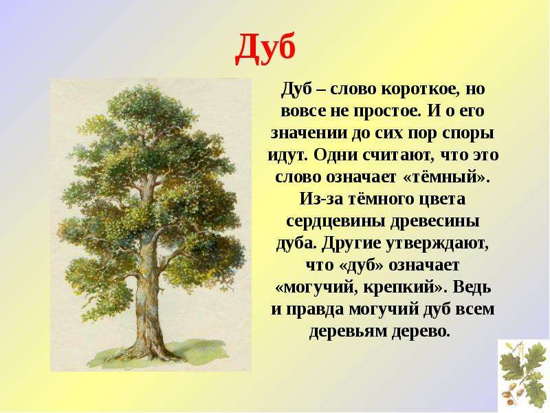Дерево придумать слова. Рассказ о дереве. Описание дерева. Доклад о дереве. Рассказ о дереве дуб.