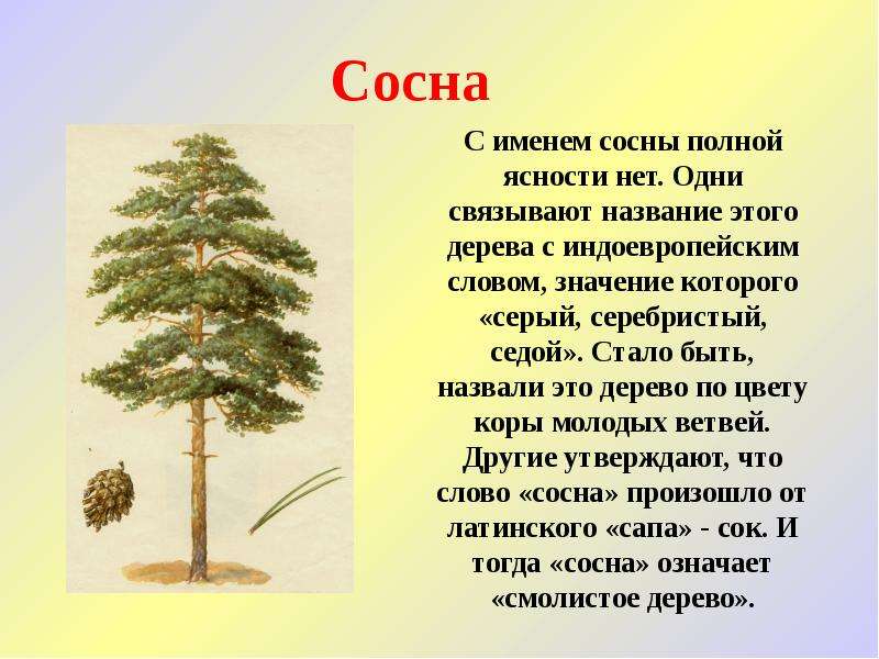 Значение сосны. Описание дерева. Описание деревьев для детей. Сведения о сосне. Рассказ о дереве.