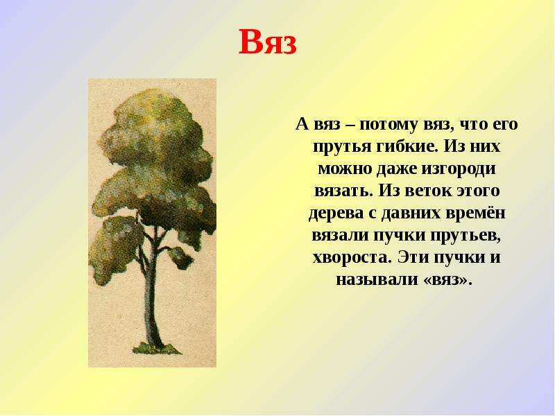 Самое любимое дерево. Доклад о дереве вяз. Паспорт дерева вяз. Рассказ о дереве вяз. Вяз описание для детей.