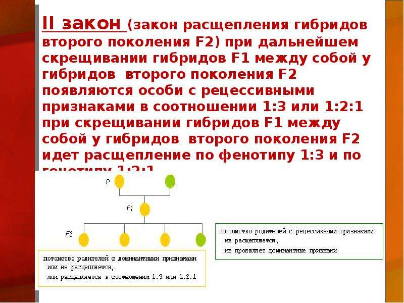 Закон поколений. Законы Менделя 1 закон во 2 поколении. Закон расщепления гибридов второго поколения. II закон Менделя – закон расщепления. Закон расщепления признаков у гибридов второго поколения.