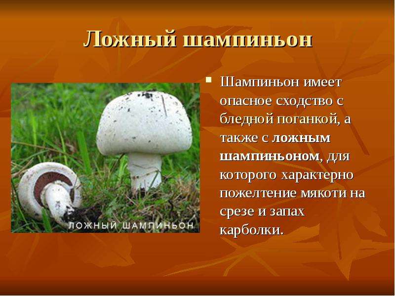 Гриб Шампиньон Фото Съедобный И Ядовитый Фото