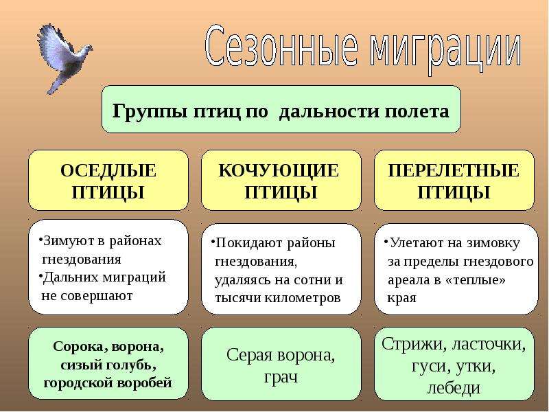 Пользуясь материалом параграфа составьте план ответа по теме сезонные изменения в жизни птиц