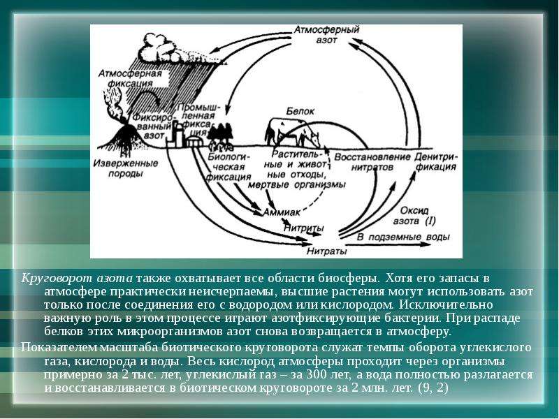 Функция бактерий в биосфере. Круговорот азота в биосфере. Круговорот азота в природе схема. Круговорот азота азотфиксирующие бактерии. Круговорот азота в атмосфере.